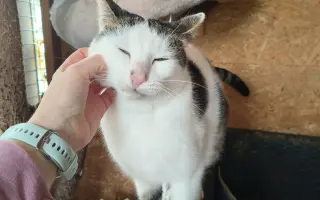 Veterinární péče pro kočičky z Kočičího štěstí, z.s. 🐈‍⬛