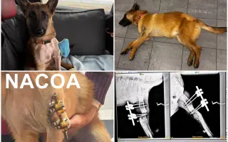 🙏🐾 Prosíme: "Pomozte nám uhradit veterinární péči pro pejsky bez domova." 🐾🙏