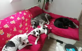 Pomozte zachránit Psí domov spolku Zastavme Utrpení.