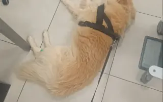 FOXY čekal 10 let na domov. Konečně ho našel. Teď bojuje o život.