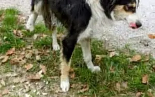 Zachraňme společně nemocného Badýska