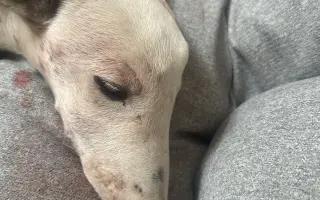 Sbírka pro štěňátko Břeťu - Whippet 3. měsíce