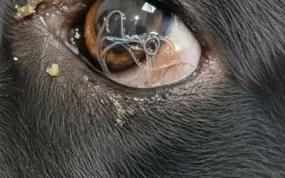 Zachraňme společně nemocného Badýska