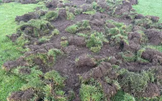 Oplocení fotbalového hřiště proti divokým prasatům