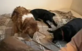 Důstojné stáří pro nemocné a opuštěné psy