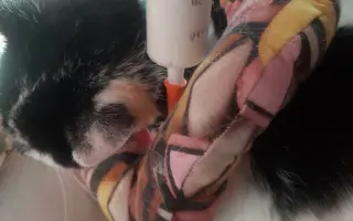 Pomoc pro Honzíka, kterého někdo střelil přímo do tlamičky