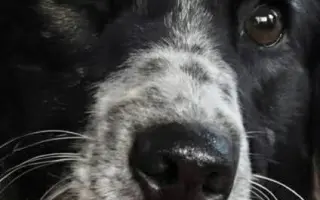 POMOC PRO FOXÍČKA - ZDRAVÝ DECH A PROTÉZA