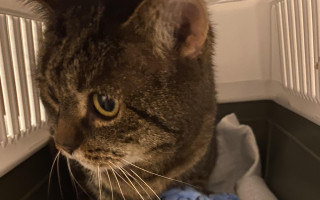 Kočičí naděje - bohnická depozita prosí o  pomoc