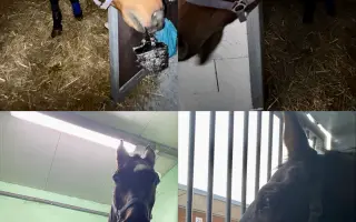 Pomozme Kokosovi znovu běhat