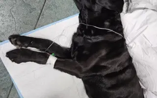 Lucky ještě jednou prosí o pomoc - operace nohy a rehabilitace