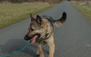 Nekonečný boj o záchranu zvířecích životů 😢