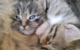 Veterinární péče pro zachráněné maminky s koťátky