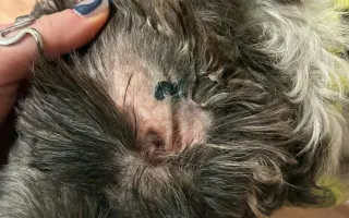 Badyho v dočasné péči čeká operace: Pomozme mu ji zvládnout 🐕