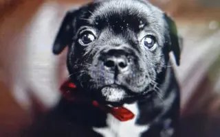 Pomozme Bexovi znovu volně dýchat 🐾