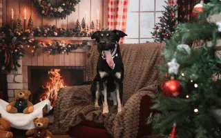 Pomozte nám ulevit Persimu od bolesti