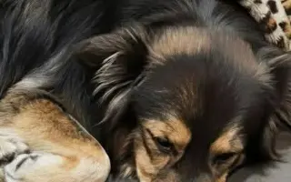 Zachraňme společně nemocného Badýska