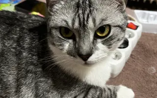 Daisy bojuje o život. Pomozme jí znovu dýchat