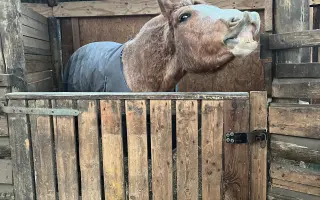 Pomozme Kess po těžké akutní operaci