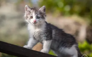 Voříškov přijal 45 nových chlupáčů - pomůžete spolu s námi změnit jejich příběh?