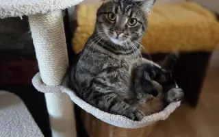 Staňte se nadějí pro kočičky bez domova