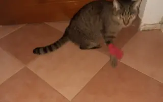 Léčba čtyřnohé kamarádky mého syna