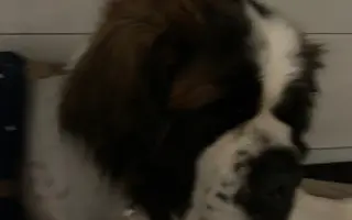 Pomozte mi prosím zachránit mého tříletého Bernardýna ALVARA
