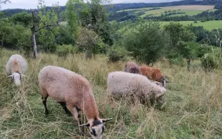 Ovčín pro zachráněné ovce a kozy v Motýlím království