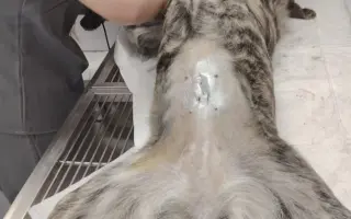 100 kastrací. Tisíce psů, kteří se nikdy nemusí narodit do utrpení