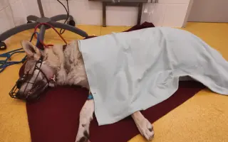 Trvalý domov pro Luckyho