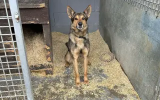 Nové boudy pro chlupáče z ANIDEF