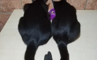 Boj o život Dyka, Tesinky a dalších - pomozte nám vyhrát nad panleukopenií