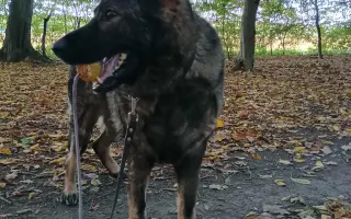 Pomoc Furině v boji s lupusem (SLE)