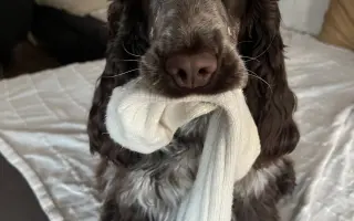 Topinka - štěňátko s těžkým startem do života