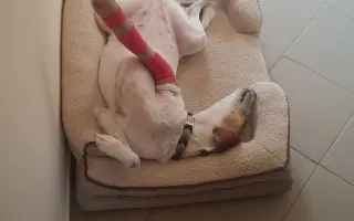 Pomozte Loppince znovu běhat bez bolesti