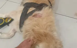 FOXY čekal 10 let na domov. Konečně ho našel. Teď bojuje o život.