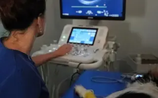 POMOC PRO FOXÍČKA - ZDRAVÝ DECH A PROTÉZA