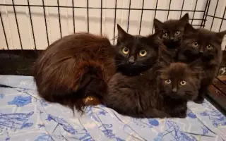 ZACHRAŇME KOŤÁTKA PŘED ZIMOU!