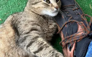 Veterinární péče pro zachráněné maminky s koťátky