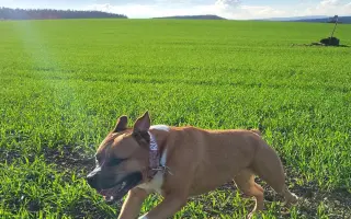 ...aby se Roxy mohla postavit bezbolestně na nohy