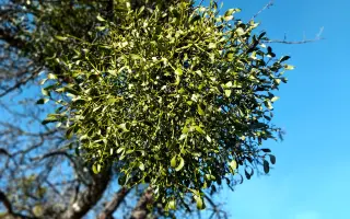 Ovčín pro zachráněné ovce a kozy v Motýlím království