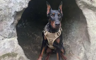 Pomozte Nubimu opět běhat