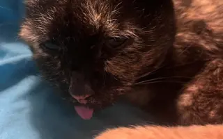 Pomohli jste uhradit veterinární péči pro kočičky z Kočičího štěstí, z.s.