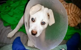 Pomoc pro bojovníčka Ferdu