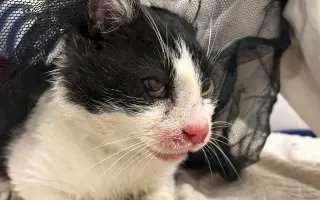 Pomozte nám zachránit 14 koček v ohrožení života!