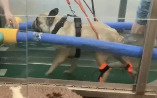 Podpořme Bubbu, statečnou buldočici na vozíčku