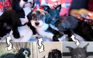 Ari přežila poušť. Teď ji ničí bolest...