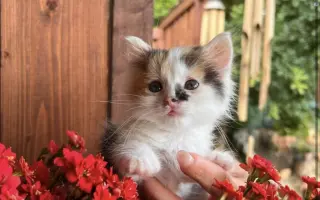 Šance na život pro Ouška a další kočičky z našeho depozita