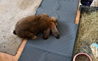 Prosíme, pomozte Nefince přestat trpět 💔