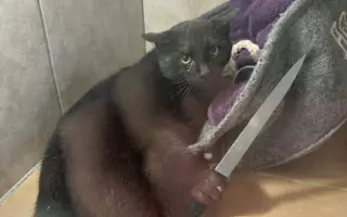 Novoroční sbírka pro opuštěná a týraná zvířata