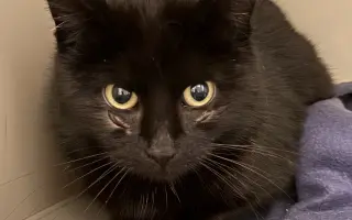 Pomoc s úhradou veterinárních nákladů 🙏